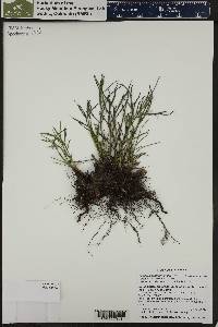 Castilleja septentrionalis image