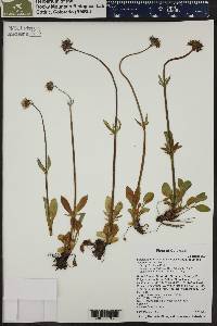 Valeriana acutiloba var. acutiloba image