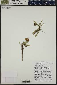 Pyrrocoma uniflora image
