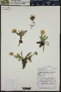 Pyrrocoma uniflora image