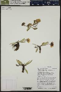 Pyrrocoma uniflora image