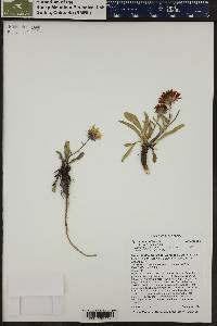 Pyrrocoma uniflora image