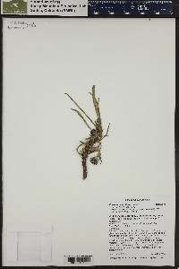 Pyrrocoma uniflora image