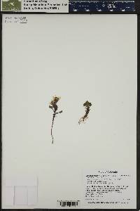 Packera porteri image