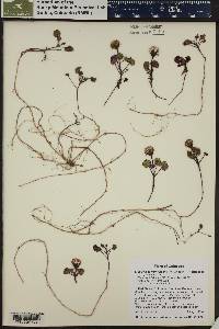 Packera porteri image