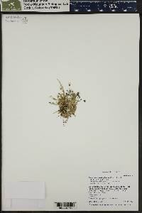 Cerastium beeringianum image