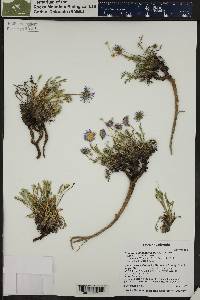 Erigeron pinnatisectus image