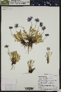Erigeron pinnatisectus image