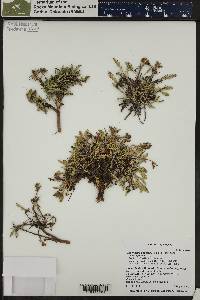 Chaenactis douglasii var. alpina image