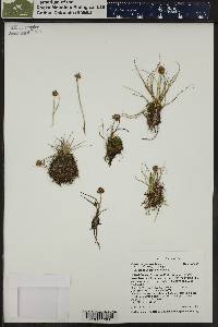 Carex perglobosa image