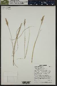 Danthonia intermedia image