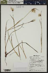 Eriophorum angustifolium image