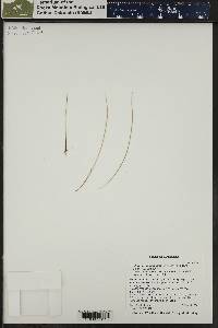 Trichophorum pumilum image