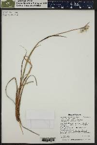 Eriophorum angustifolium image