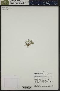 Draba crassifolia image