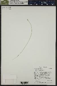 Carex tenuiflora image
