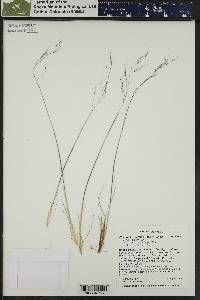 Ptilagrostis porteri image