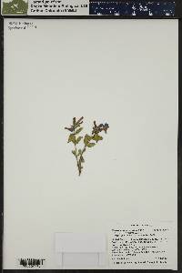 Penstemon harbourii image