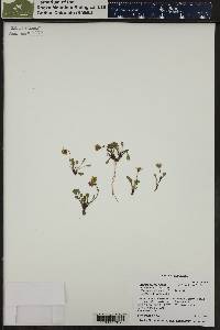 Packera werneriifolia image