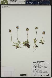 Erigeron simplex image