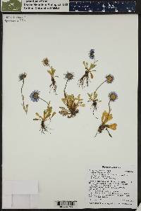 Erigeron simplex image