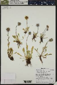 Erigeron simplex image