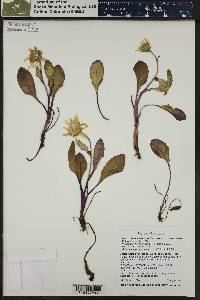 Senecio amplectens image
