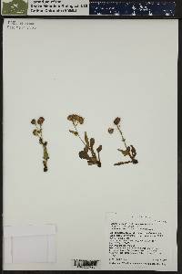 Packera crocata image