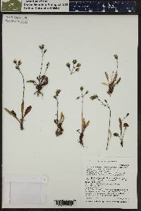 Chlorocrepis tristis subsp. gracilis image