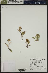 Solidago simplex image