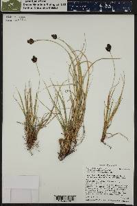 Carex chalciolepis image