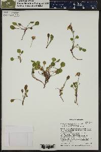 Packera streptanthifolia image