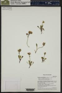 Packera werneriifolia image