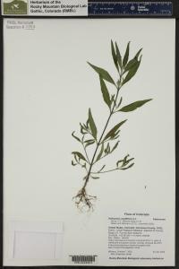 Heliomeris multiflora image
