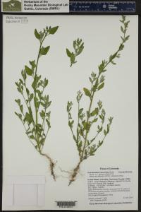 Chenopodium atrovirens image