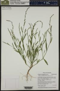 Polygonum douglasii image