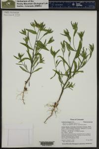 Collomia linearis image