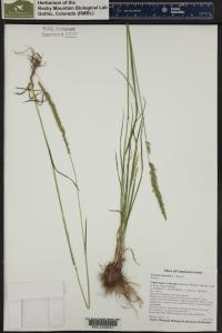 Trisetum spicatum image