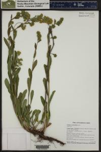 Solidago multiradiata image