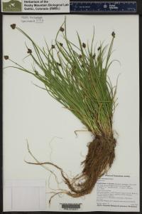Carex microptera image