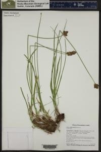 Carex egglestonii image