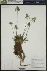 Poa alpina image