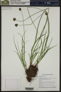 Carex microptera image