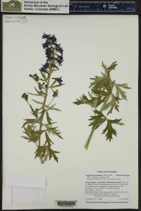Delphinium barbeyi image