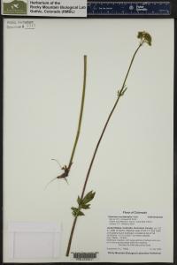 Valeriana occidentalis image