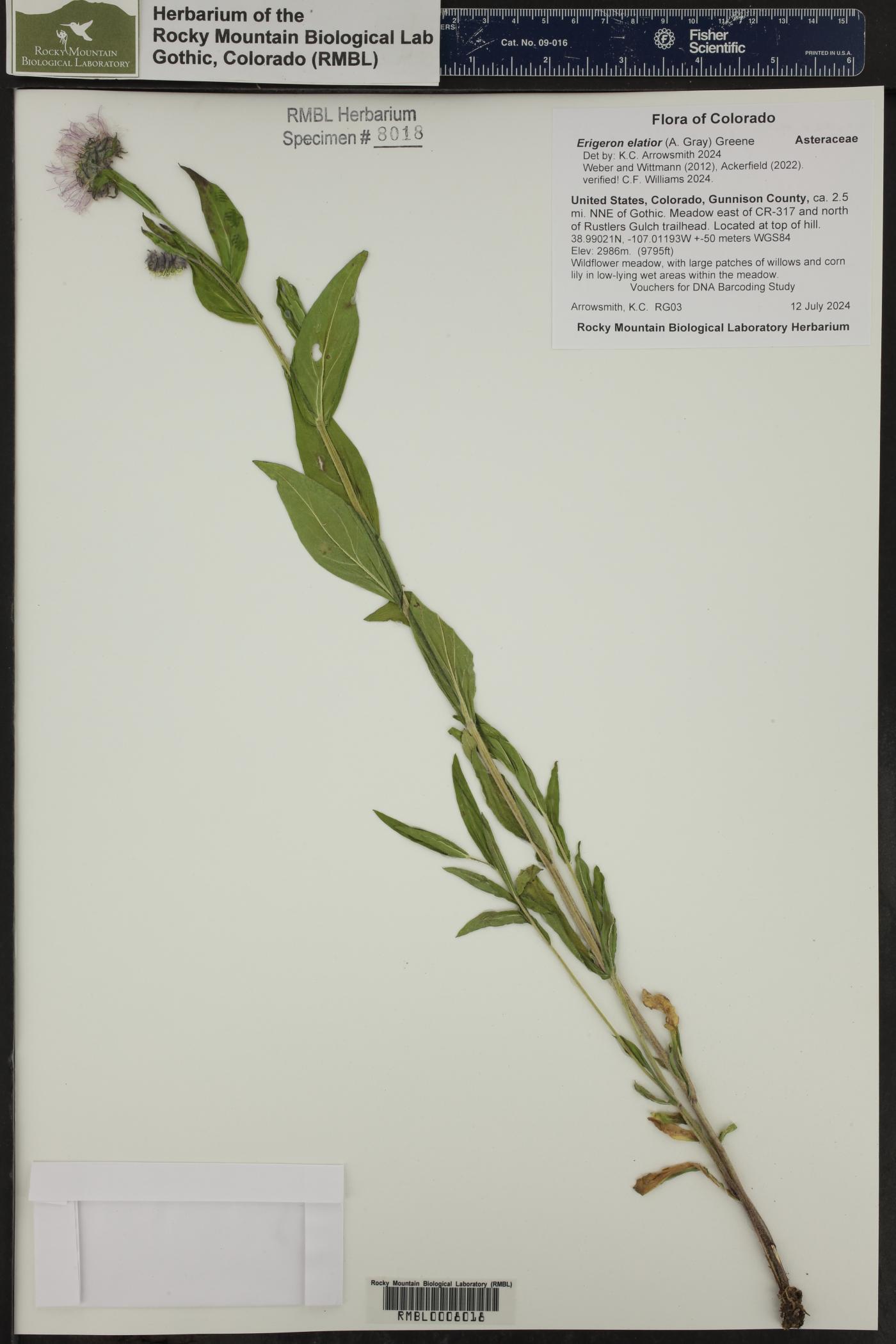 Erigeron elatior image