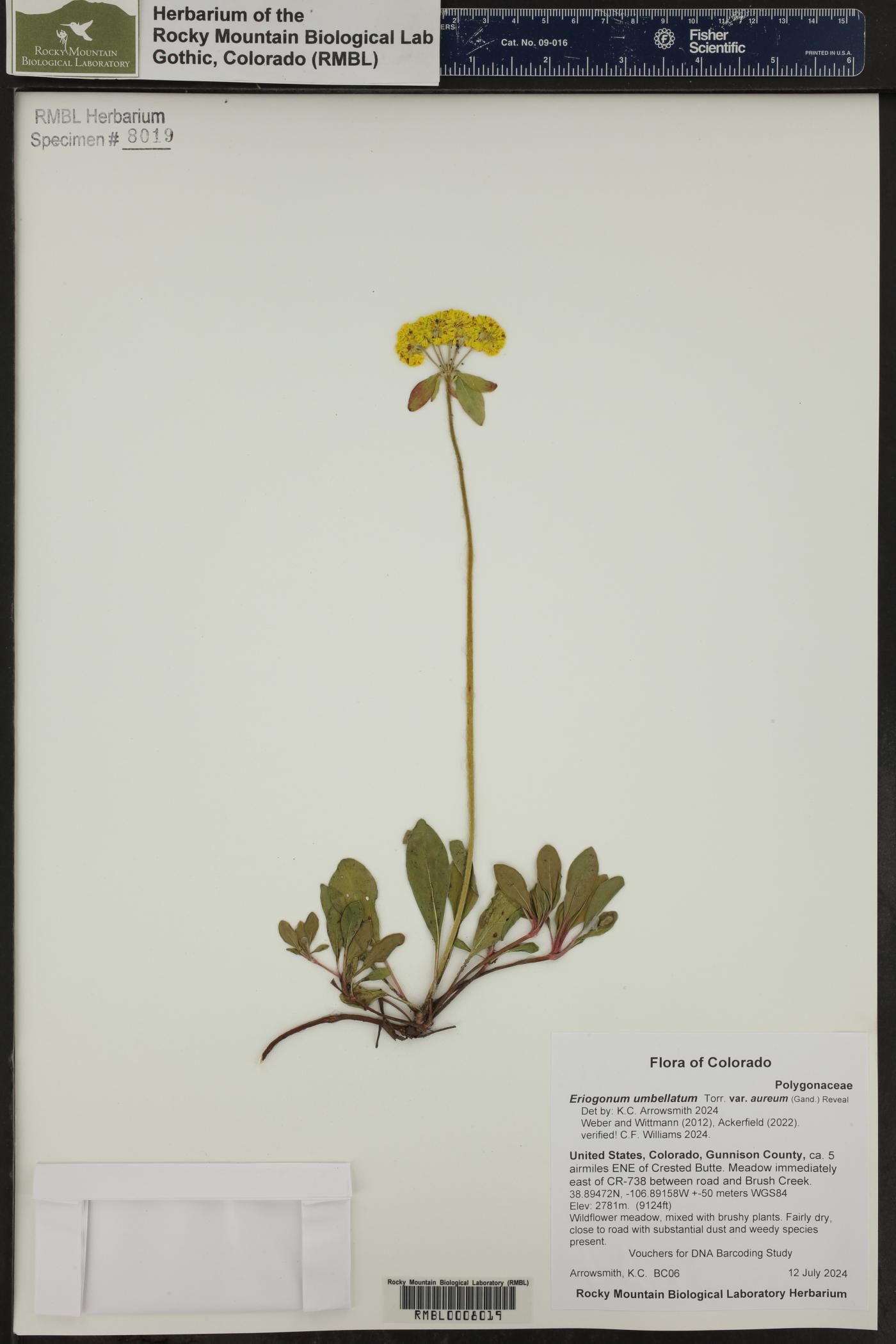 Eriogonum umbellatum var. aureum image