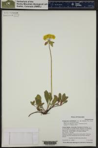 Eriogonum umbellatum image
