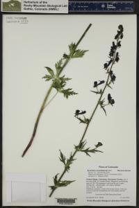 Aconitum columbianum image