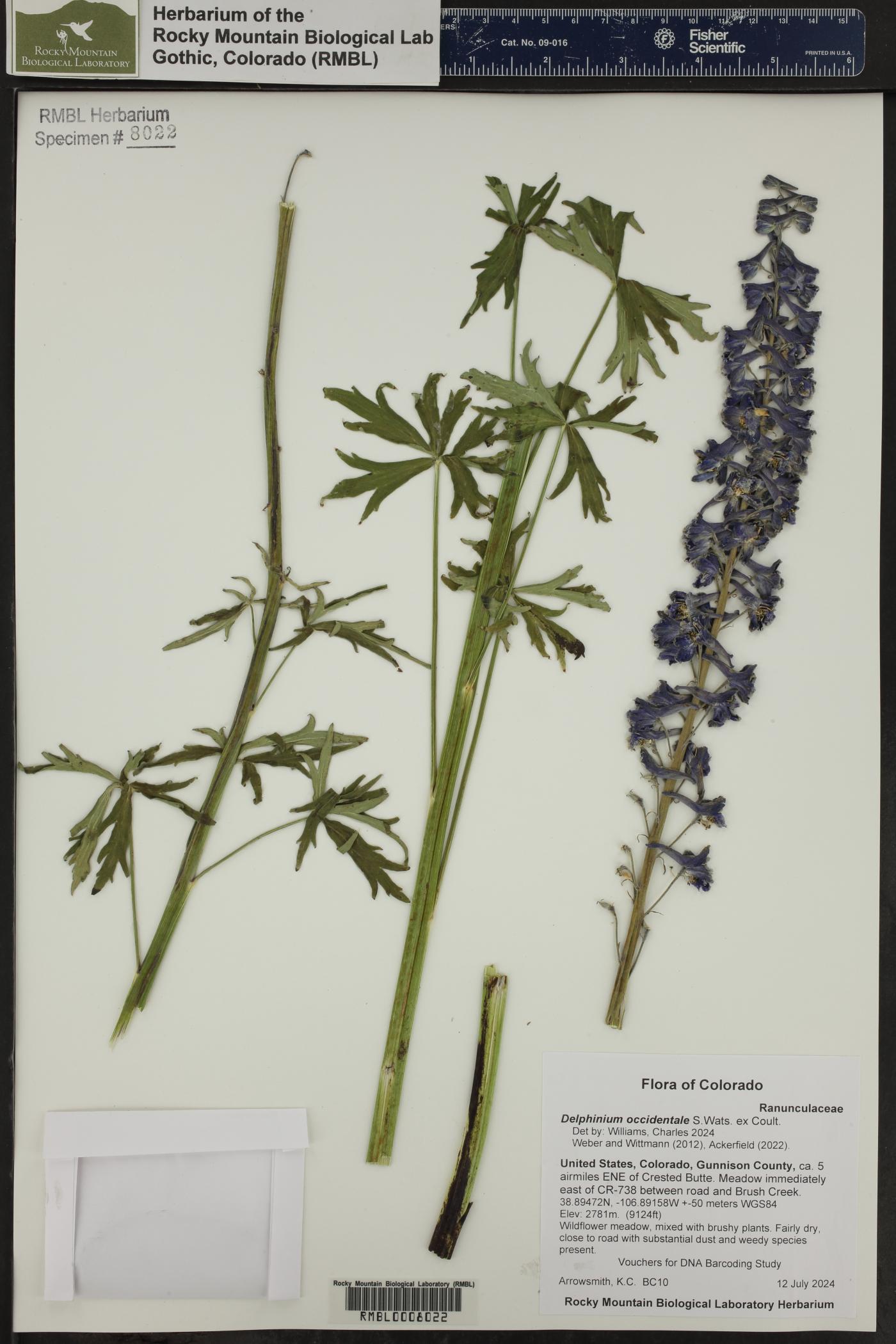Delphinium occidentale image